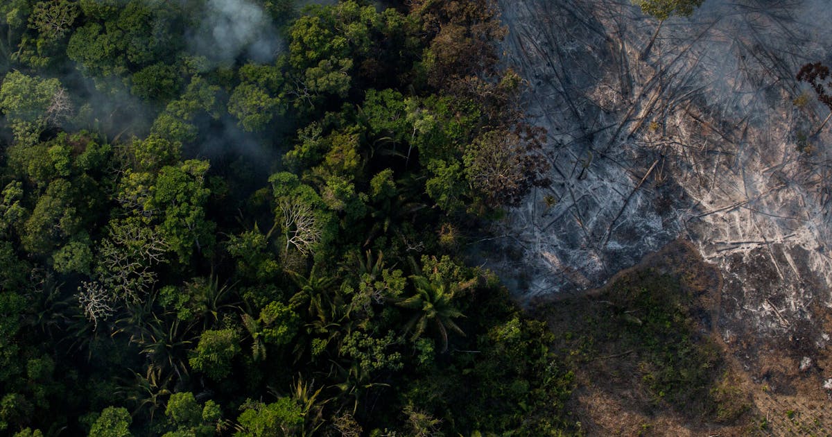 Bagaimana bertahun-tahun kebakaran hutan telah menghancurkan Amazon
