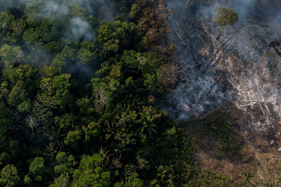 Study: How years of wildfires have devastated the Amazon