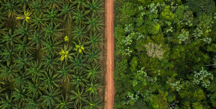 Sustainable palm oil production. each 1 hectare of palm oil plantation, has 1.6 hectares of protected forest.  