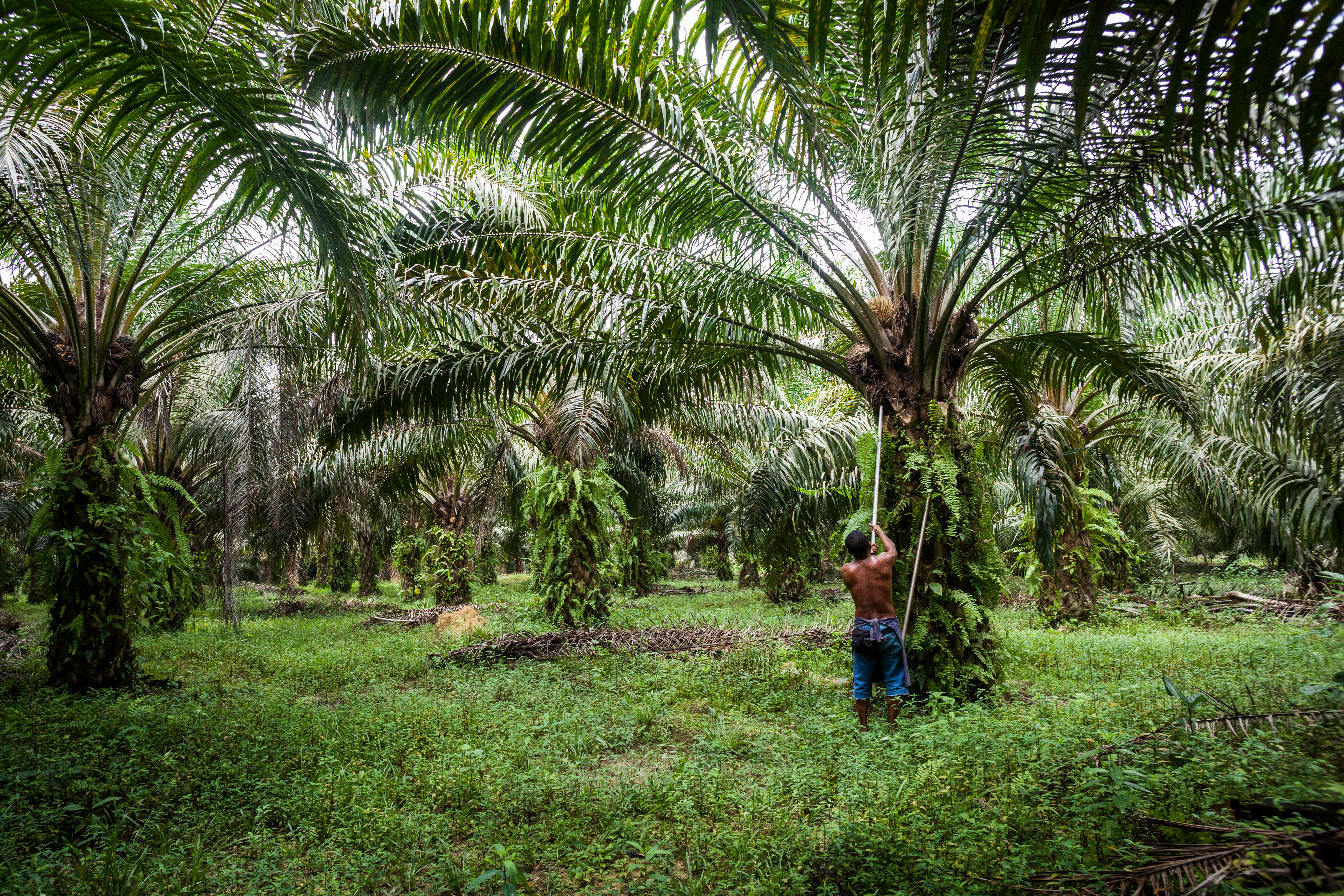 Palm Oil Tree Plantation