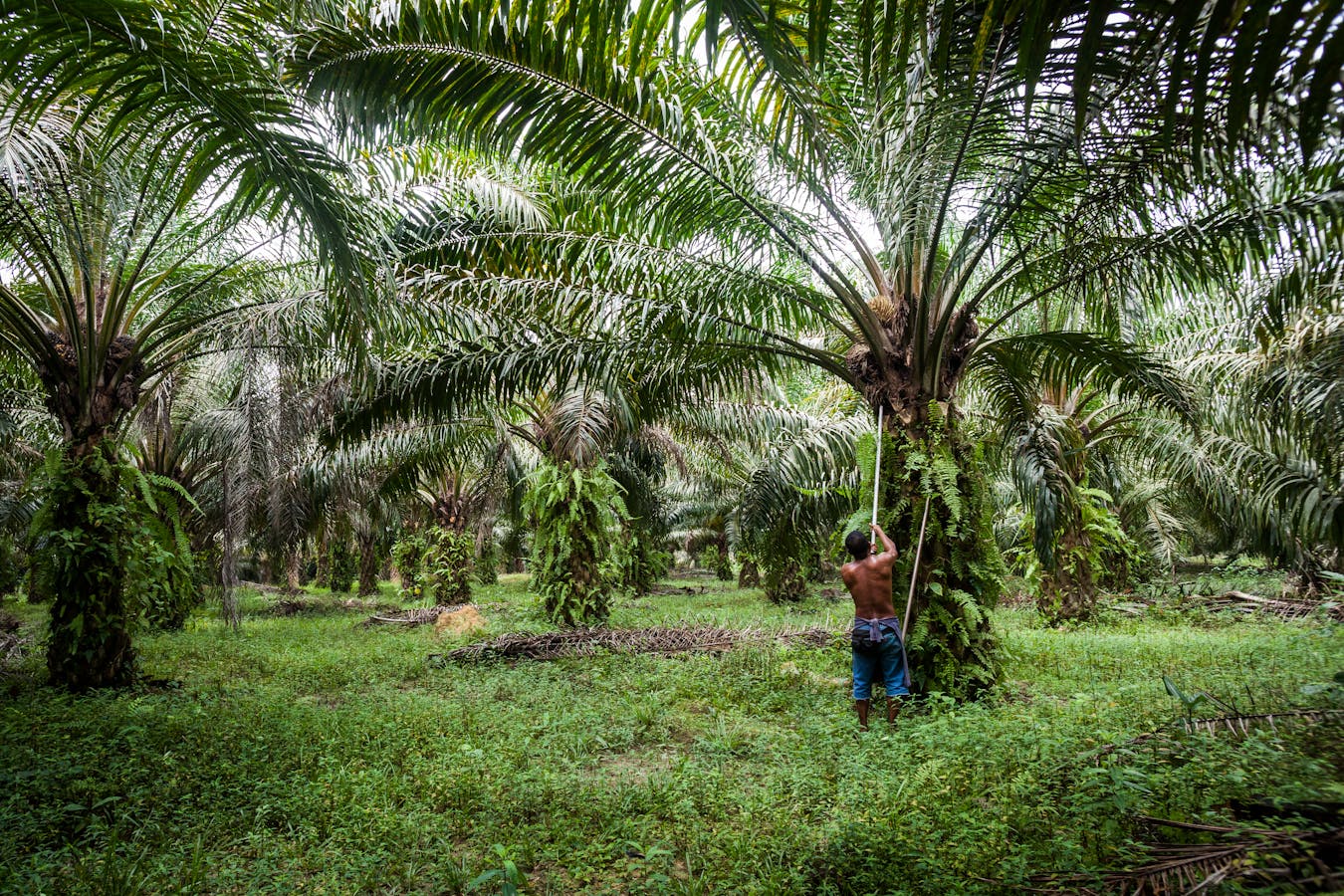 Azman harvests oil palm fruit near Pasoh Forest Reserve.