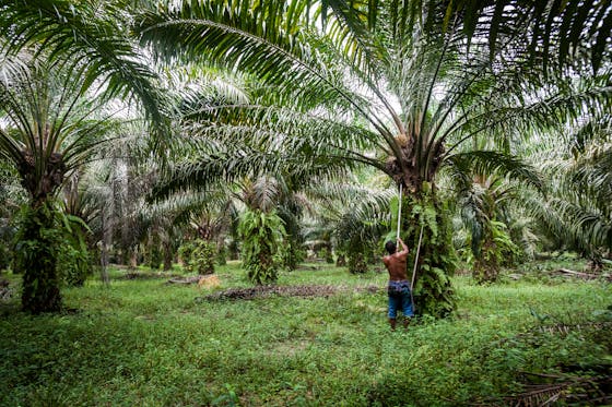 Conservation news on Palm Oil