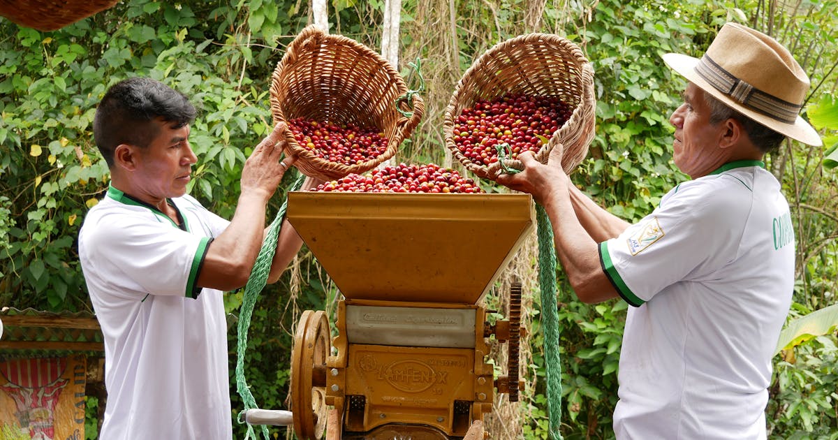 Saat pandemi melanda Peru, satu wilayah berkembang pesat dengan kopi, karbon