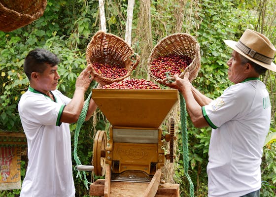 Coffee farmers in Vilcaniza, Alto Mayo