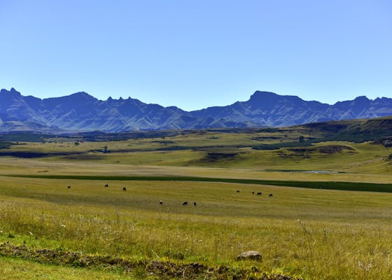 Trond Larsen and James Anderson visit the Eastern Cape of South Africa to cover CSA's sustainable beef program work and Kruger National Park.