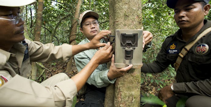 Rangers set up camera traps in the forest to record animal species within the Central Cardamom Protected Forest.   