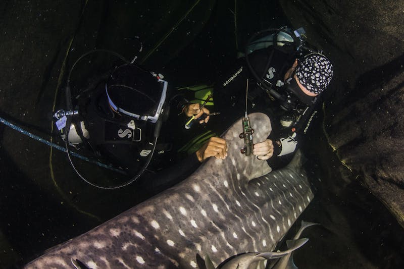 Scientists attaching a dorsal fin tracker to a whale shark