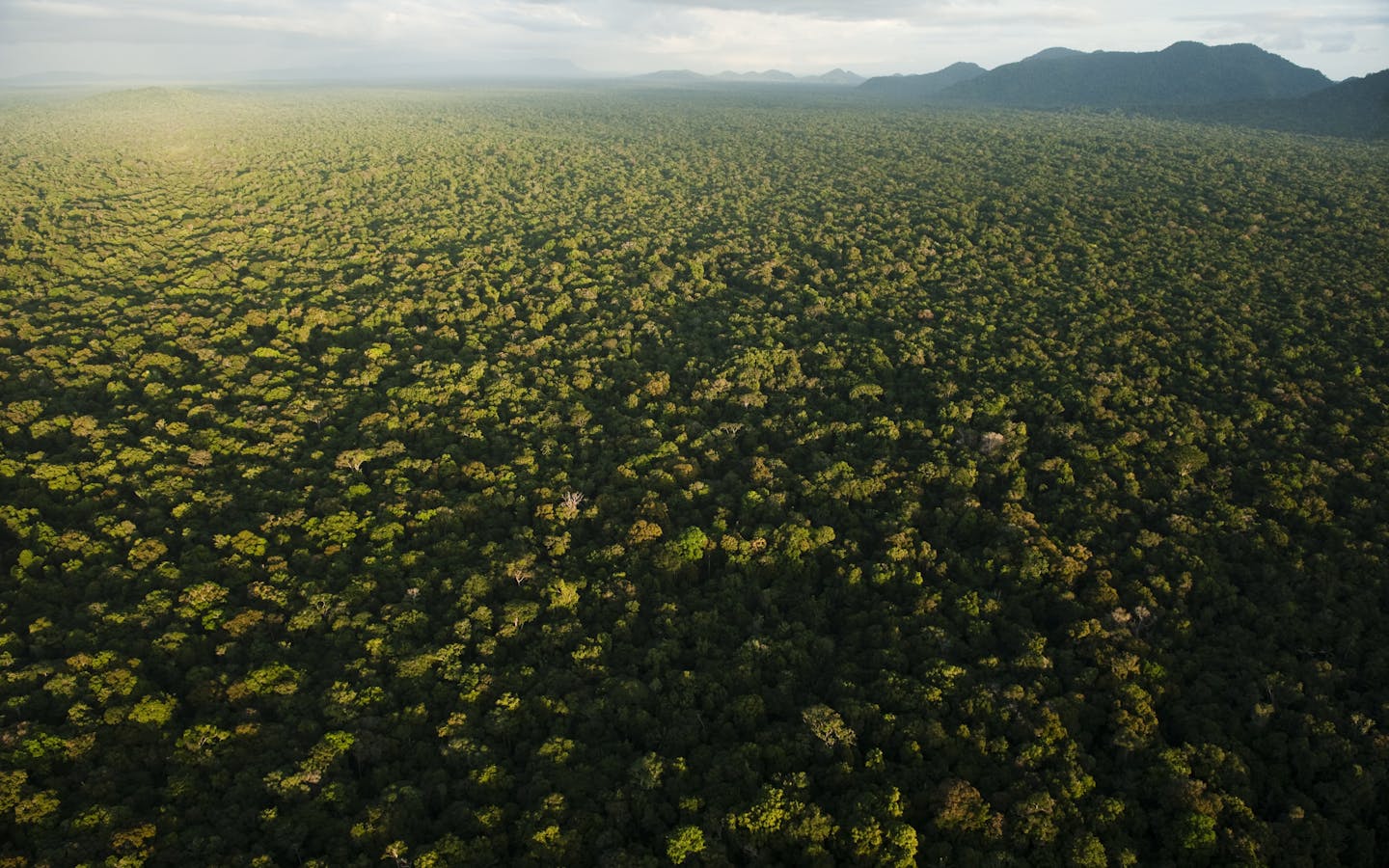 Aerial view of rainforest in the Iwokrama Reserve, Guyana, South America 