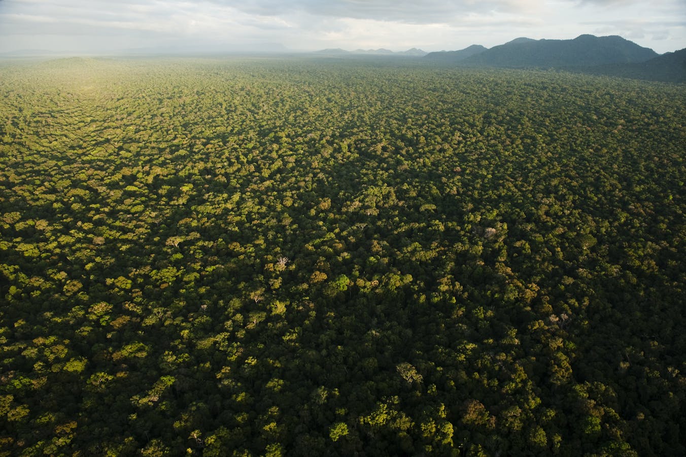 Aerial view of rainforest in the Iwokrama Reserve, Guyana, South America 