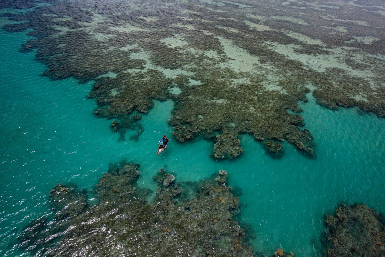 Coral, Abrolhos National Park, Brazil - Conservation Leadership