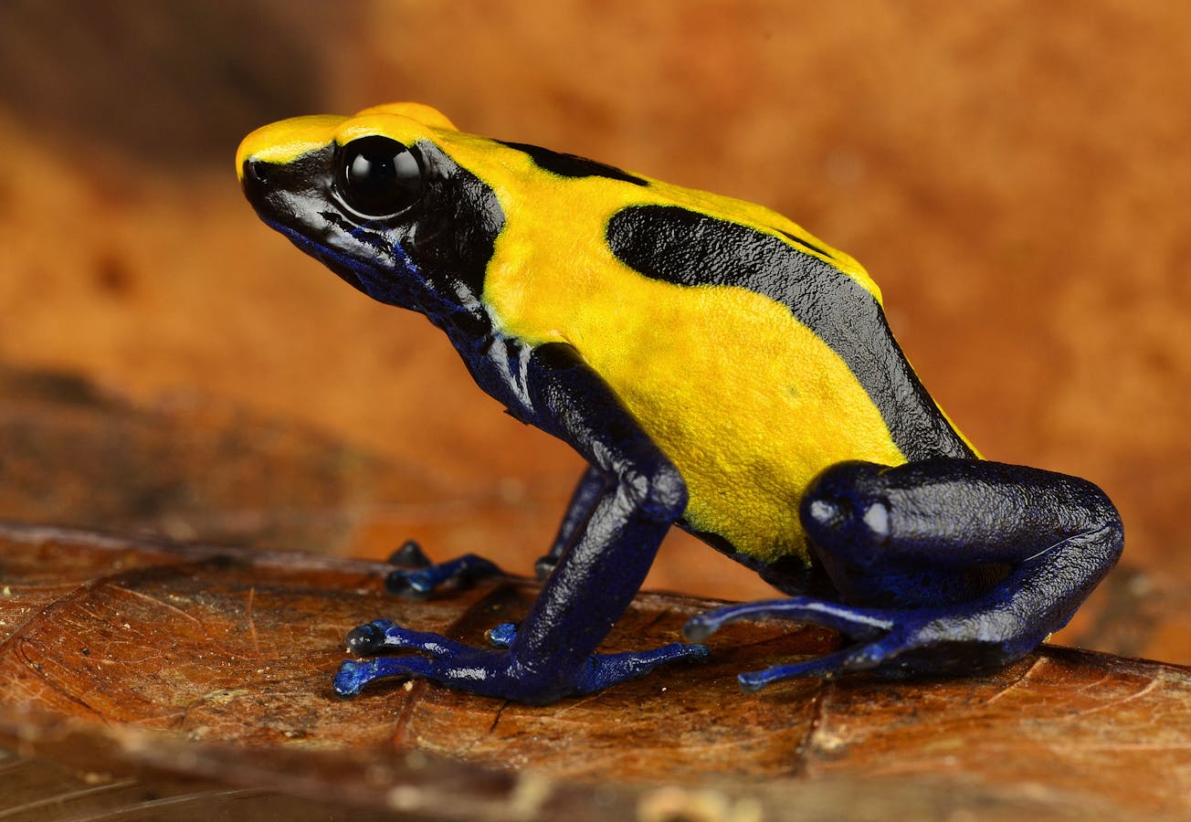Colorful poison-dart frogs are among the most spectacular of South America's biodiversity.