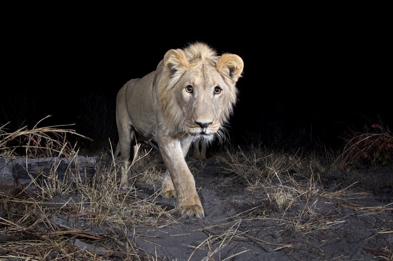 Male Lion (Panthera leo) in the Zambezi Region of Namibia
