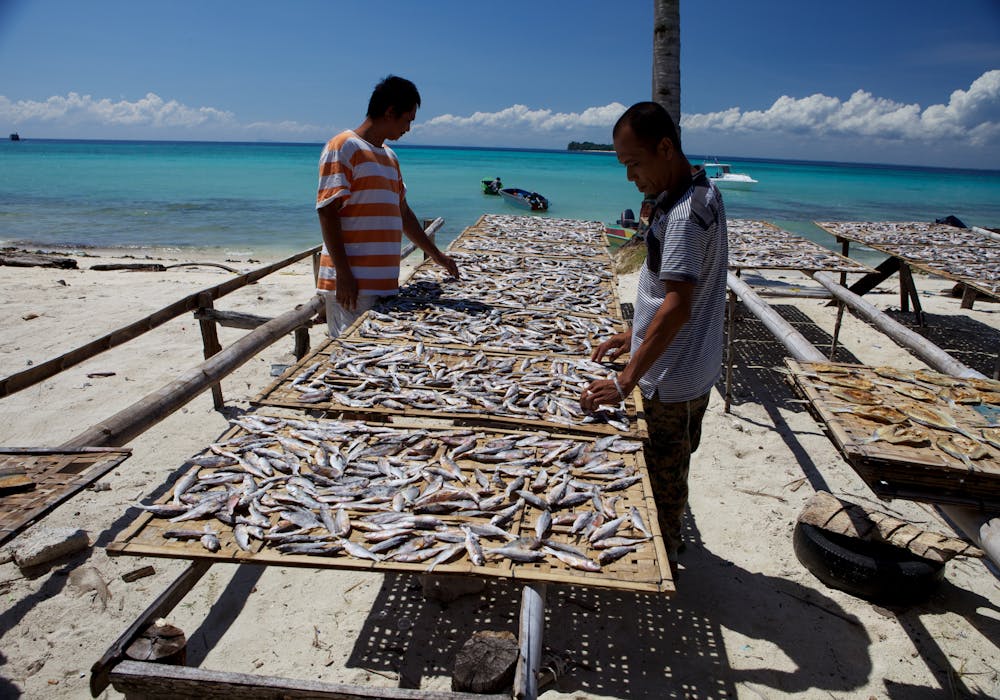 Men gathering fish on the beach
