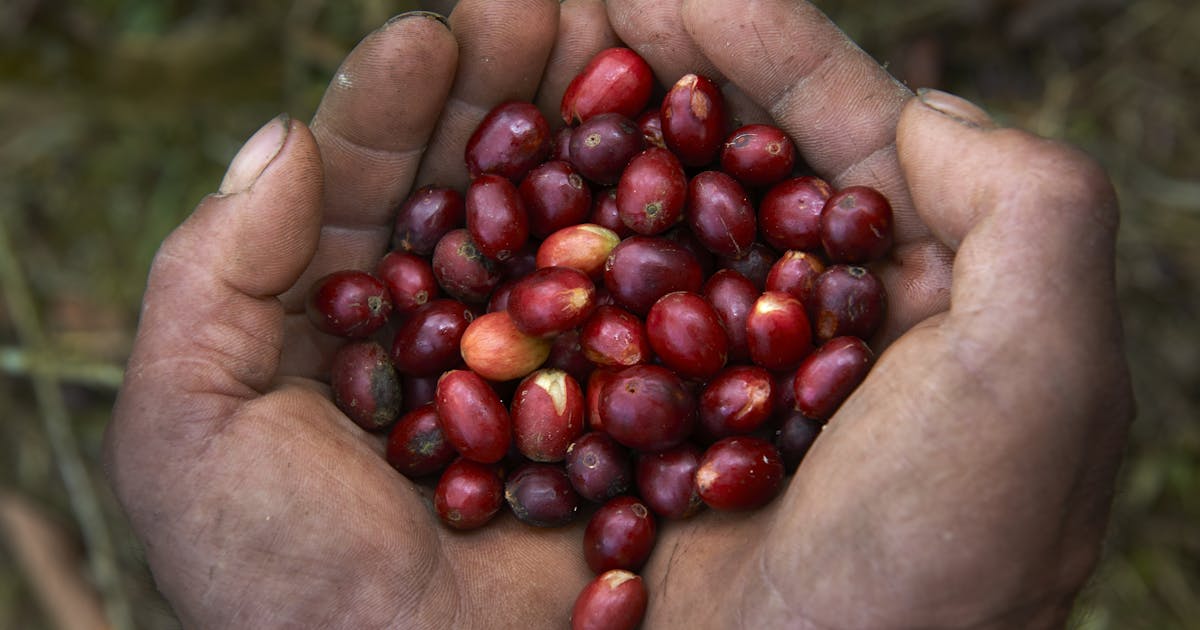 As coffee demand grows, farmers work to deliver a sustainable brew
