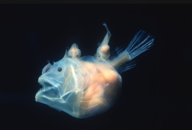 Angler fish, Edridolychnus schmidti. The larger female has two smaller parasitic males attached to her body which fertilise her eggs