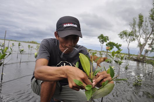 Measuring the growth of a newly planted mangrove.