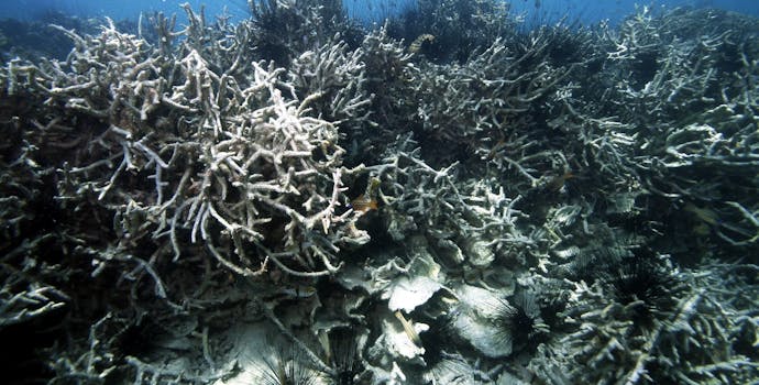 Massive coral bleaching in Thousand Islands, Jakarta, Indonesia 