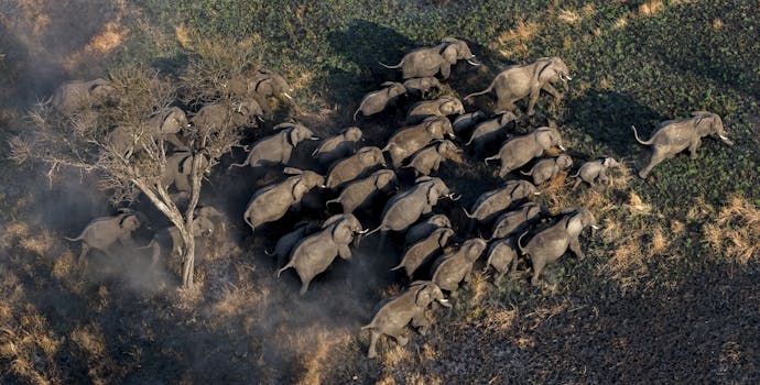 A herd of elephants near the Mara North Conservancy in Kenya.