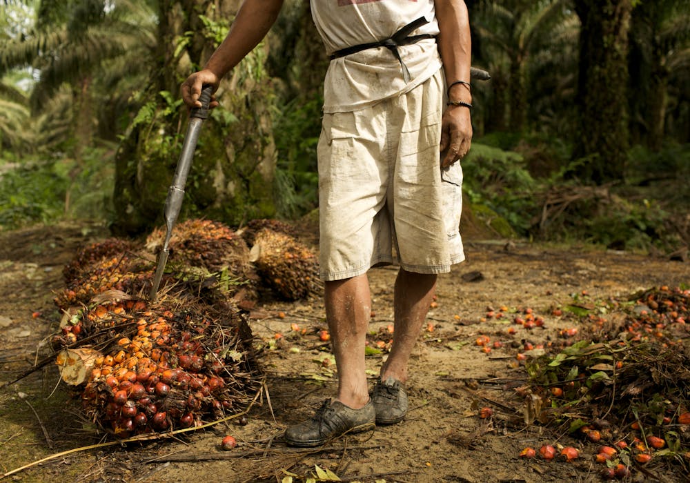 Palm oil fruit bunches harvested by a day laborer in Sumatra, Indonesia
