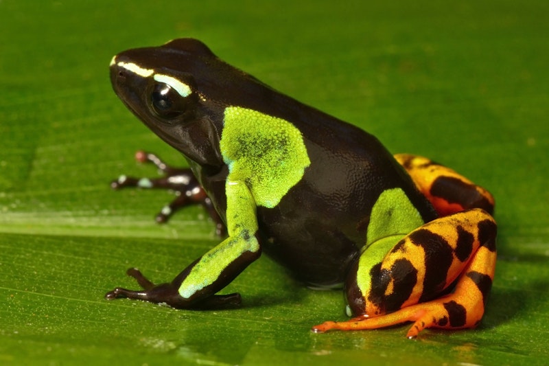 Frog (Mantella baroni)