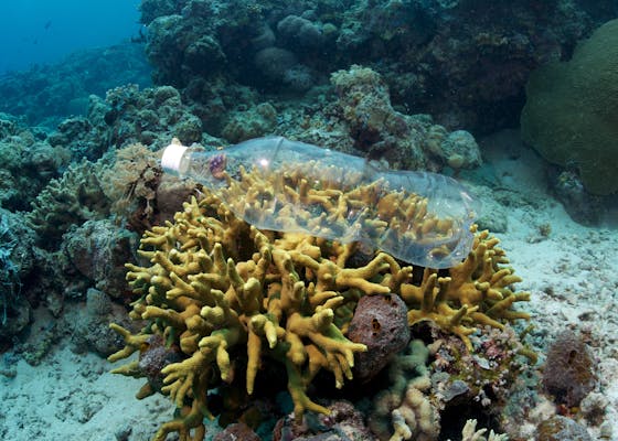 Plastic bottle on coral reef