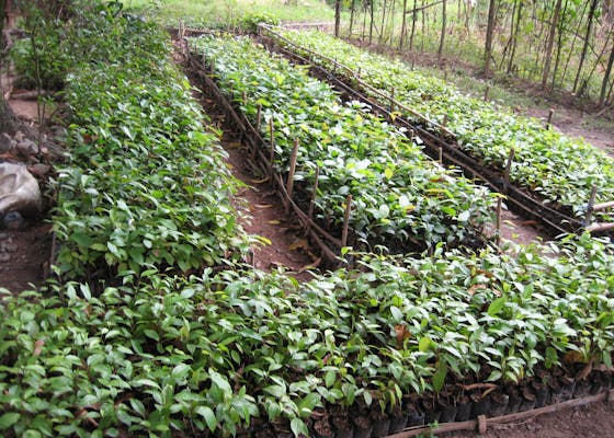 A tree nursery housing seedlings that will be planting on the reforestation plot of the Quirino Forest Carbon project