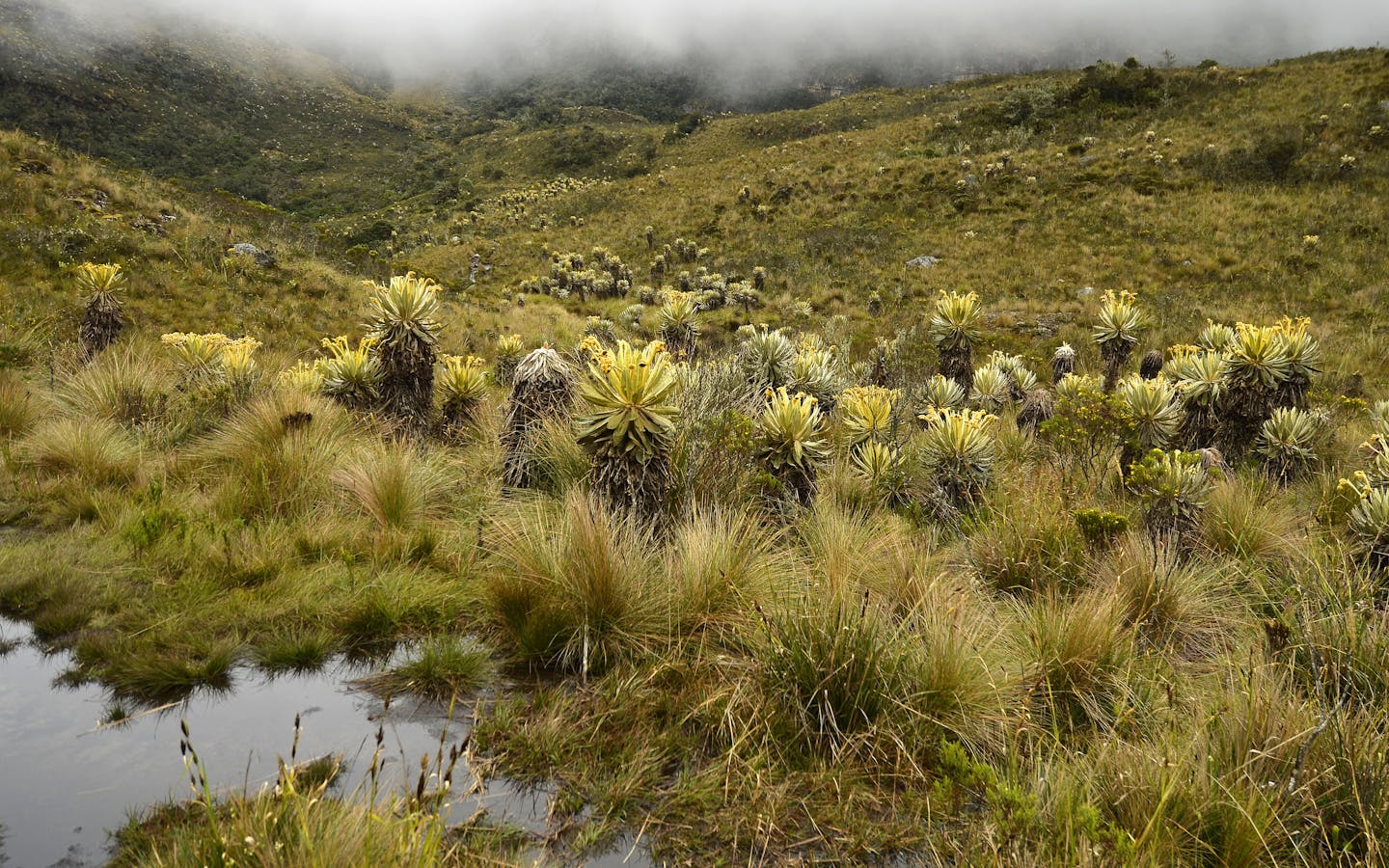 Much of South America's water originates in the high Andes. Paramo vegetation acts like a sponge to absorb water which is then delivered to people downstream.