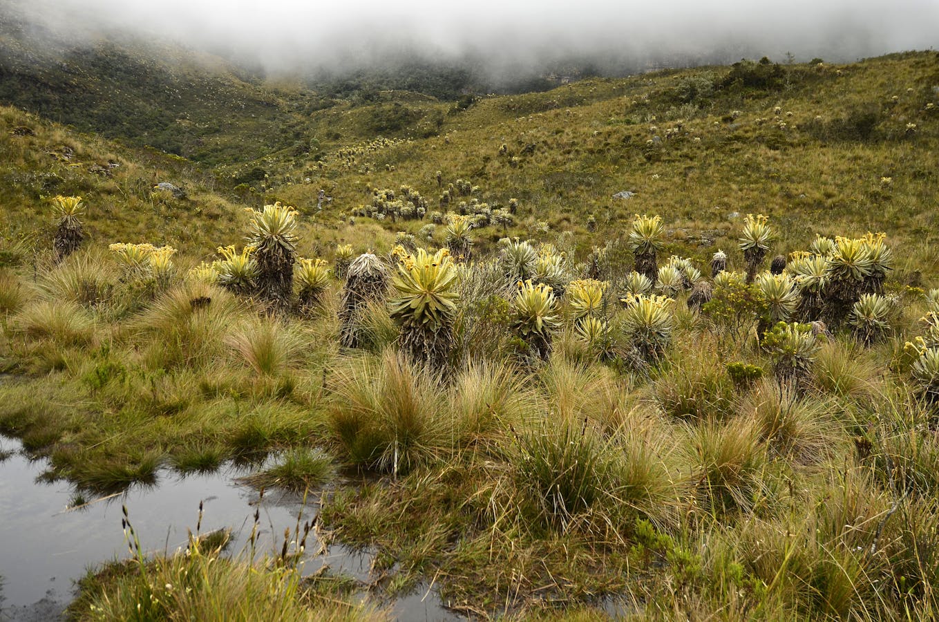 Much of South America's water originates in the high Andes. Paramo vegetation acts like a sponge to absorb water which is then delivered to people downstream.
