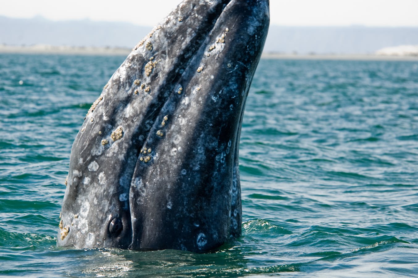 Portrait, whale