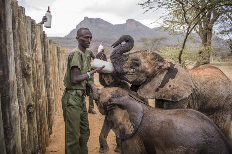 My Africa' field notes: Portraits of hope for Africa's elephants