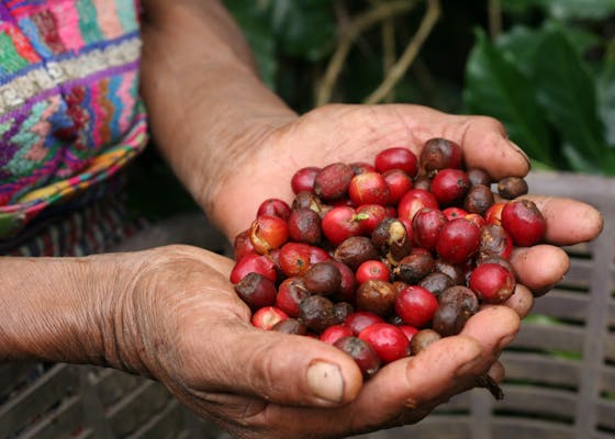 a handful of coffee berries
