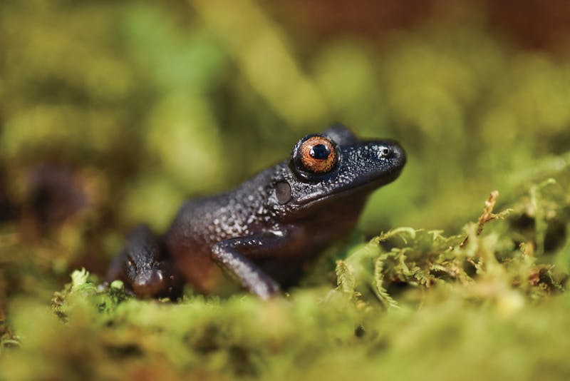 The “devil-eyed” frog (Oreobates zongoensis), which was previously known only from a single individual observed more than 20 years ago in the Zongo Valley, was rediscovered on the Zongo RAP expedition in Bolivia.