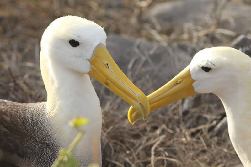 Albatross love in Ecuador
