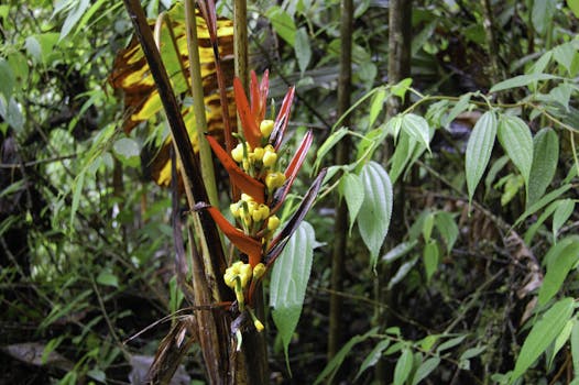 Cloud forest, Ecuador. 