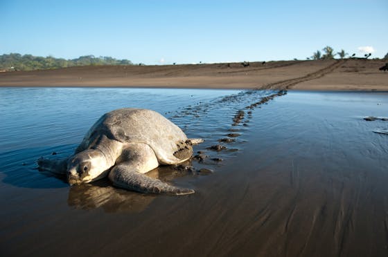A female sea turtle makes her way back to the ocean after laying eggs.