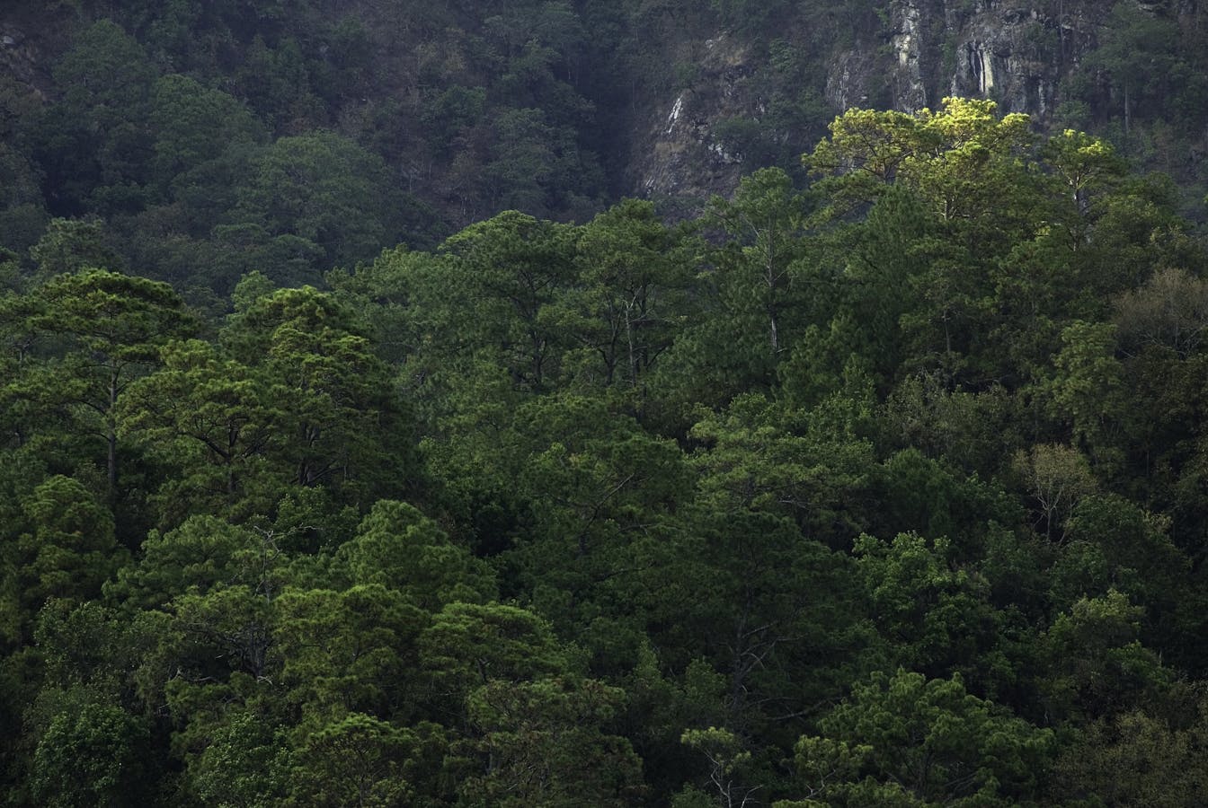 Forest, Chiapas, Mexico 