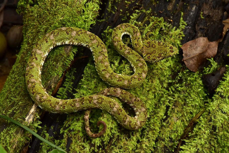 An eyelash viper in Honduras
