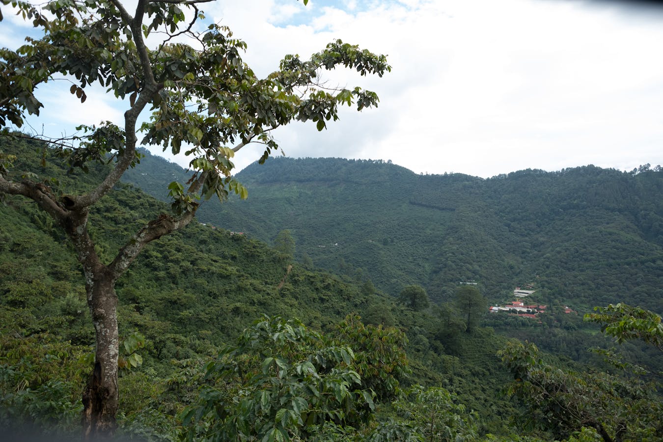 Monitoring visits of the Starbucks "One Tree for Every Bag" program in the Huehuetenango region of Guatemala.