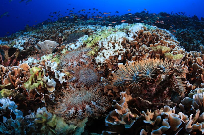 Crown-of-thorns sea stars observed on a reef during the 2012 Rapid Assessment survey in the Anambas Islands, Indonesia.