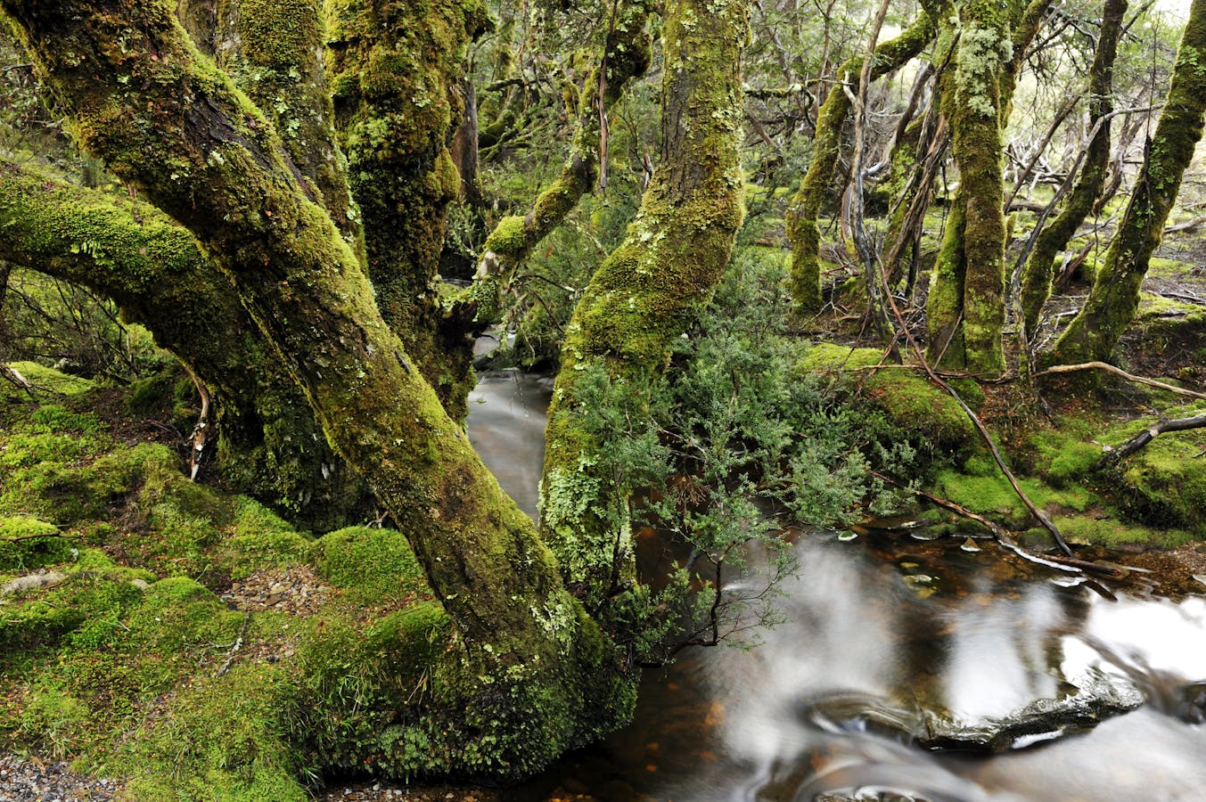 Tasmanian old rainforest and stream