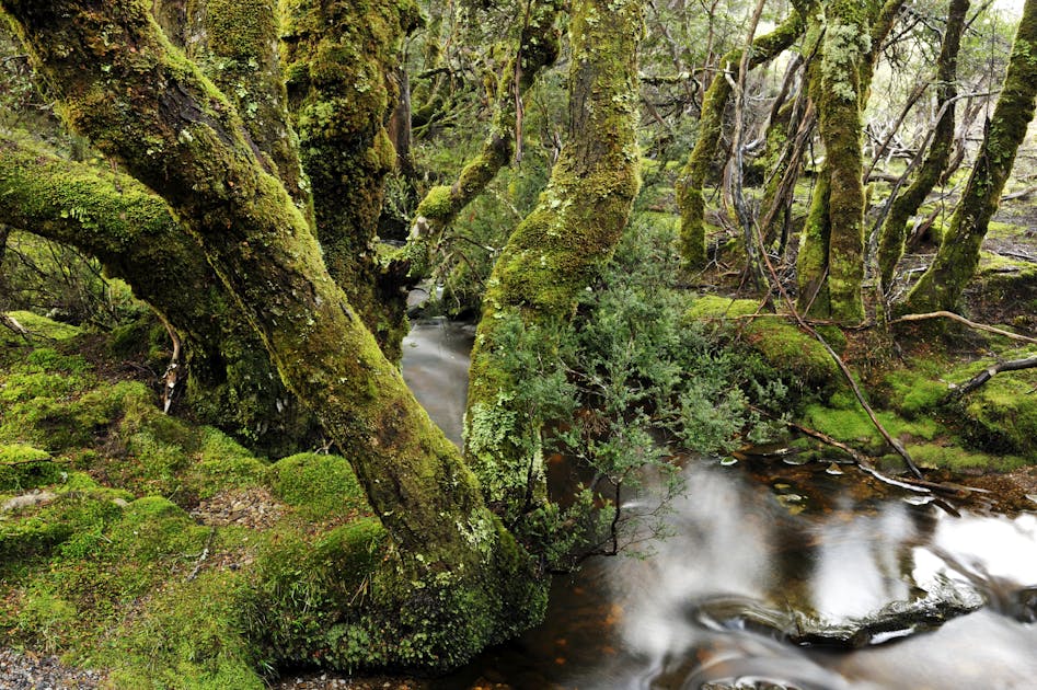 Tasmanian tiger  Parks & Wildlife Service Tasmania