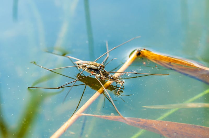Mating pair of Water Striders in a pond on surface