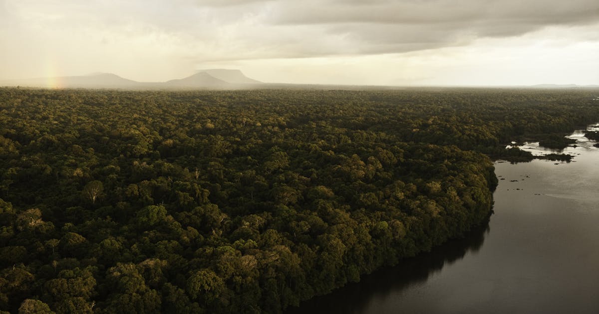 Pembicaraan iklim PBB: Melindungi hutan menjadi prioritas