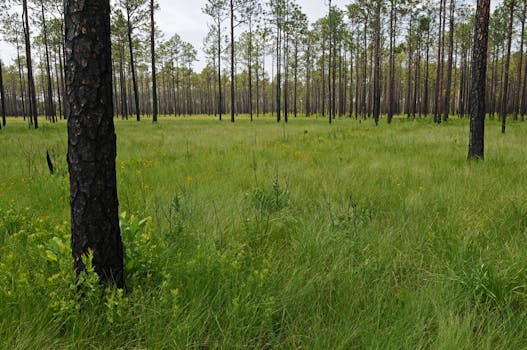 This site, Big Island Savanna in the Green Swamp of North Carolina, has some of the highest fine-scale plant species richness in the world and more than 50 species in some 1 m2 plots.  