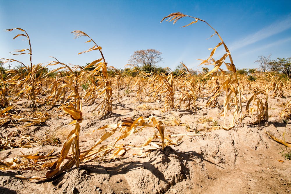 Maize field in Tanzania