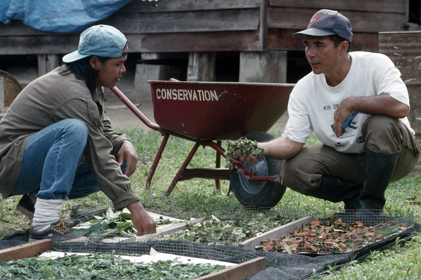 Bioprospecting, Asindopo, Suriname, January 1996 