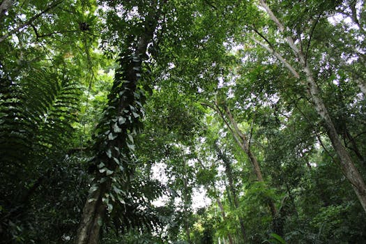 Primary forest cover in the Mount Mantalingahan Protected Landscape, Panalingaan, Palawan.