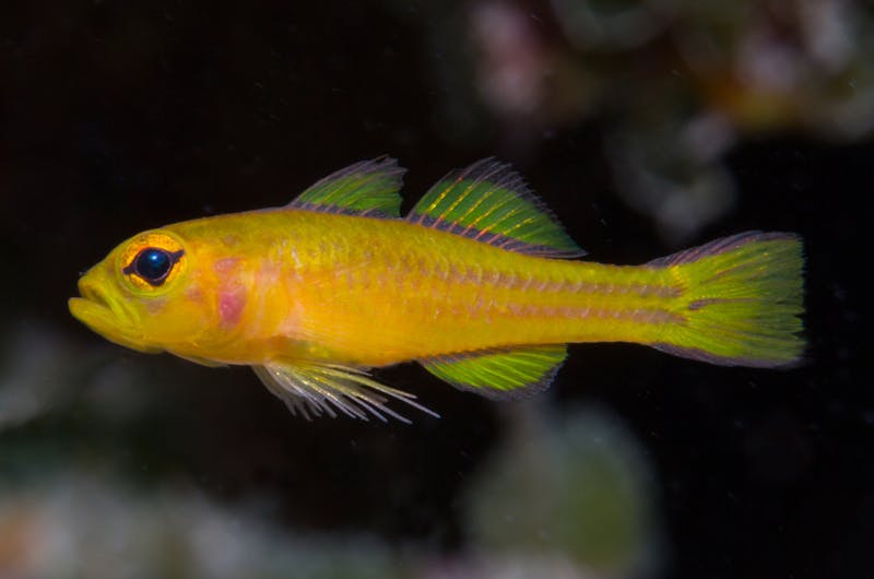Potentially new species of triplefin in the genus Enneapterygius.