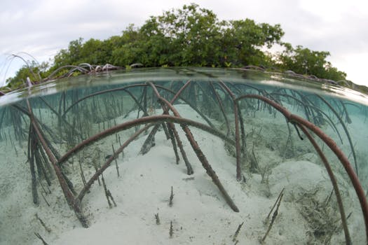 Red Mangrove displaying impressive arching root system. Shot in Exuma Cays Land and Sea Park, Bahamas 