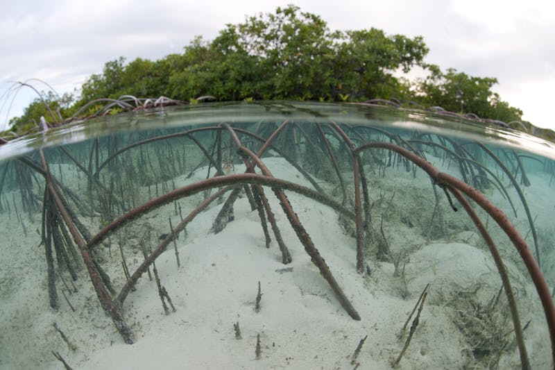 Red mangrove displaying impressive arching root system
